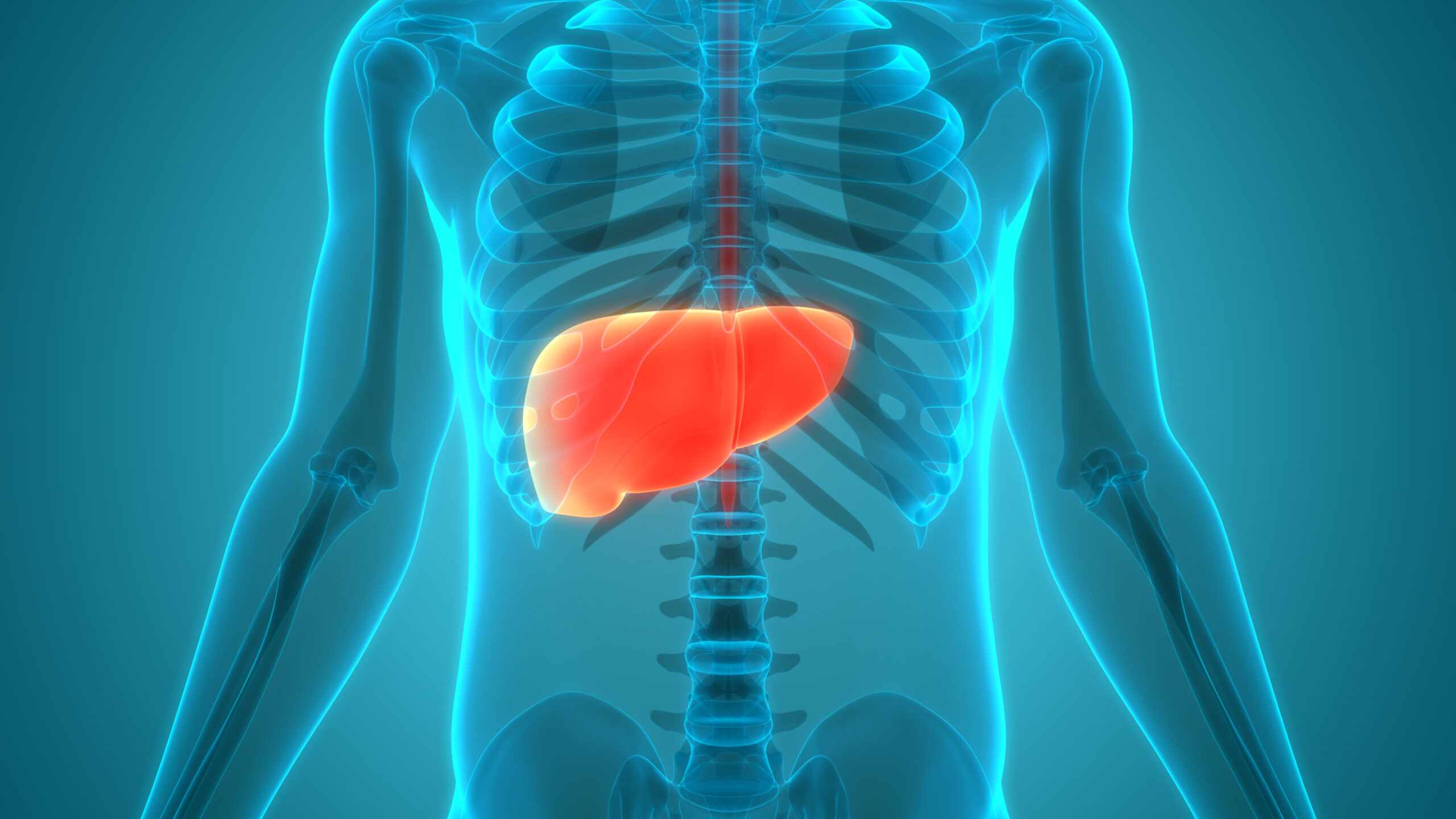 diagram of the liver in a human body